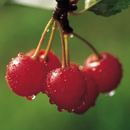 sour-cherries