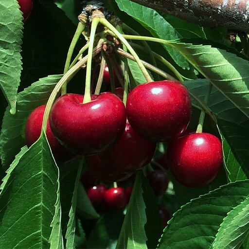 sweet-cherries